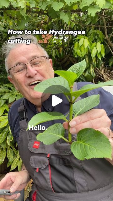 Hydrangea Cuttings How To Grow, How To Cut Hydrangeas For A Vase, Hydragenas Garden Ideas, Rooting Hydrangea Cuttings, How To Propagate Hydrangeas, Hydrangea Propagation, Hydrangea Cuttings, How To Grow Hydrangeas, Propagate Lavender