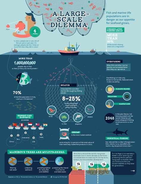 A Large Scale Dilemma - Fish and marine life populations are in danger as our appetite for seafood grows. - Infographic for Heifer Overfishing Infographic, Ocean Infographic Design, Whale Infographic, Ocean Infographic, Fishing Infographics, Sea Facts, Fish Infographic, Fishing Canoe, Academic Poster