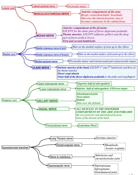 Necrosis Pathology Notes, Brachial Plexus Injury Exercises, Brachial Plexus Study, Brachial Plexus Mnemonics, Nerve Injury, Prefrontal Cortex Brain Functions, Brachial Plexus, Pt School, Nerve Anatomy