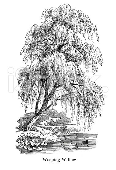 botany drawing of a willow tree - Google Search Willow Tree Drawing, Weeping Willow Tattoo, Willow Tree Art, Tree Drawing Simple, A Willow Tree, Vector Tattoo, Drawing Tree, Willow Tree Tattoos, Tattoo Tree