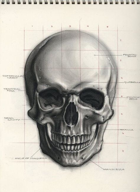 Plastic Skeleton, Human Skull, Human Anatomy, Anatomy, Skeleton, Deviantart, Illustrations, Human