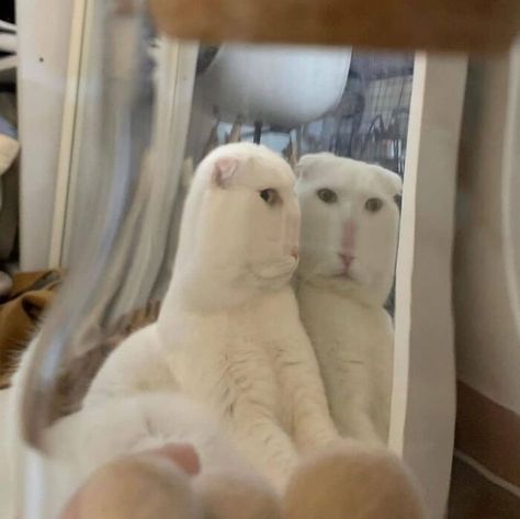 Two Cats, White Cats, The Internet, Internet, Mirror, White, Instagram