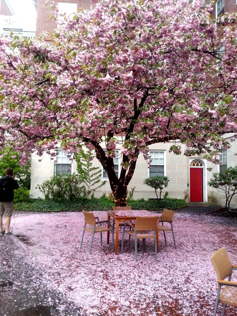 Cherry Blossom Courtyard, Cherry Blossom Tree Backyard, Magnolia Tree Garden Design, Cherry Blossom Backyard, Cherry Blossom Tree In Garden, Cherry Tree Garden, Garden With Cherry Blossom Trees, Cherry Blossom Tree Garden, Cherry Blossom Tree Front Yard