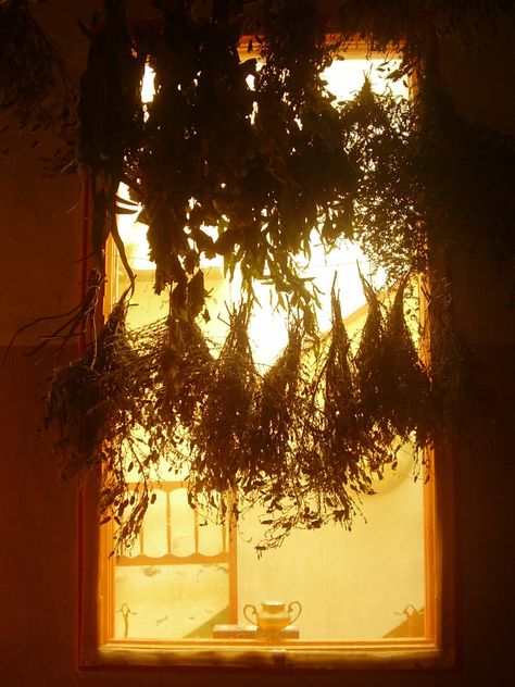 Google Image Result for Herbs Drying, Witchy Room, Hanging Herbs, Dried Herbs, Wild Edibles, Primitive Home, Potting Shed, Kitchen Witch, Healing Herbs