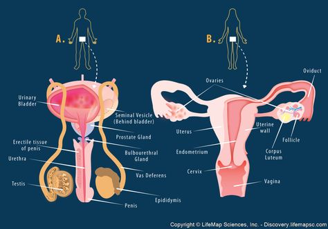 The reproductive system is a combination of internal and external organs that differ between man and woman. These organs are responsible of the reproduction of human life. Medicine Animation, Reproductive System Project, Reproductive System Activities, Female Reproductive System Anatomy, The Female Reproductive System, Male Reproductive System, Teach English Abroad, The Reproductive System, Cpc Exam