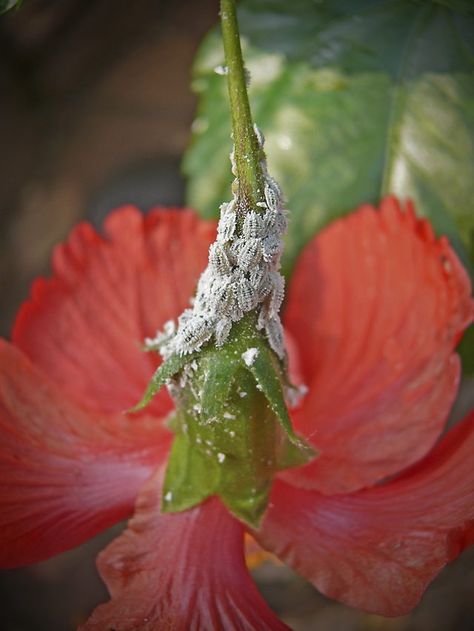 Once mealy bugs or woolly aphids invade a plant or garden, it's important to start treating the affected plants and get rid of the mealy bugs as soon as possible. Left... Mealy Bugs How To Get Rid Of, Woolly Aphids, Aphid Spray, Hibiscus Care, Green Warrior, Slugs In Garden, Patio Gardening, Organic Insecticide, Mealy Bugs