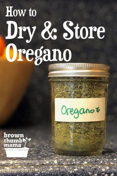 It's easy to dry oregano from your garden. Once you've dehydrated oregano, you can add its delicious flavor to your spaghetti sauce, meatballs, soups, and more. Dehydrated Oregano, Storing Veggies, Herbs Recipes, Dry Oregano, Oregano Recipes, Asparagus Pasta Salad, French Fry Seasoning, Drying Fresh Herbs, Roasted Rainbow Carrots