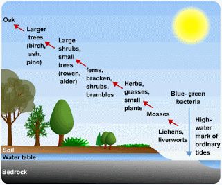 Real time quiz on Ecological succession Primary Succession, Secondary Succession, Temperate Deciduous Forest, Ecological Succession, Small Pine Trees, Fast Growing Evergreens, Volcanic Eruption, Physical Geography, Tree Fern