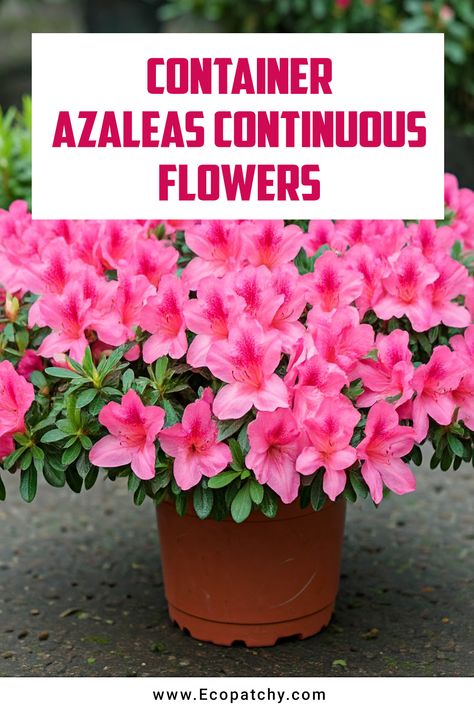 Transform your patio or balcony into a blooming oasis! 🌸 Discover the secrets to growing azaleas in containers for vibrant, continuous blooms all season long. Perfect for small spaces and adding a pop of color anywhere! #ContainerGardening #Azaleas #FlowerPower Azaleas In Pots, Diy Fertilizer, Green Pumpkins, Backyard Plans, Nursery Landscape, Backyard Landscape Design, Seeds Planting, Flea Market Gardening, Gardening Seeds