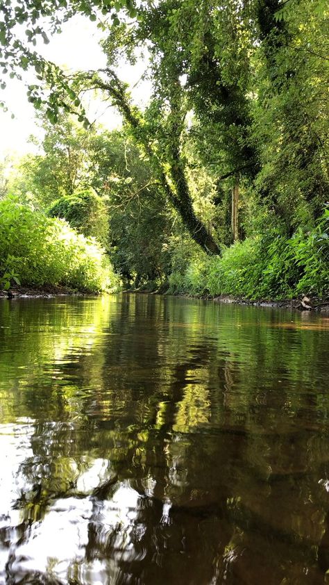 Water jungle [Video] | Beautiful nature scenes, Nature aesthetic, Scenery pictures Green Nature Video, Water Jungle, Jungle Video, Mountain Pictures, Ocean Pictures, Scenery Pictures, Jungle Green, Fantasy Places, Rock Pools