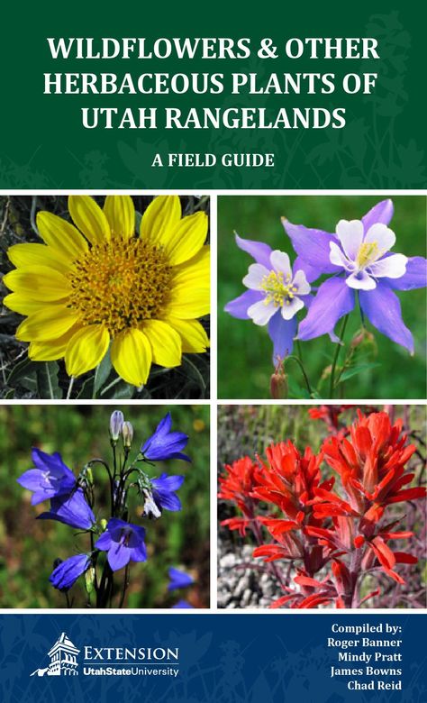 Wildflowers and Other Herbaceous Plants of Utah Rangelands Water Hemlock, Cow Parsnip, Sunflower Family, Low Water Gardening, Montana State University, Utah State University, Plant Book, Poisonous Plants, Utah State