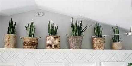 how to decorate plant ledges - Yahoo Image Search Results How To Decorate Ledges In Your Home, Planters On Shelves, Ledge Decorating Ideas High, What To Do With High Ledges, How To Decorate A Plant Ledge, Vaulted Ceiling Shelf Decorating Ideas, Pot Shelf Decorating Ideas High, Above Door Ledge Decor, Plant Ledge Decorating Vaulted Ceilings