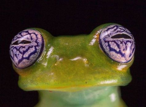 38 Fascinating Photos to Pique Your Curiosity - Ftw Gallery Frog Eyes, Mesmerizing Eyes, Frog Eye, Leopard Cub, Glass Frog, Catty Noir, Funny Animal Photos, Frog And Toad, Reptiles And Amphibians