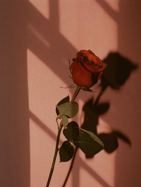 One Rose Aesthetic, Flower Aesthetic Vintage, Aesthetic Wallpaper Black, Rose Pic, Red Roses Wallpaper, Dark Red Roses, ملصق ديني, Arte Peculiar, Roses Wallpaper