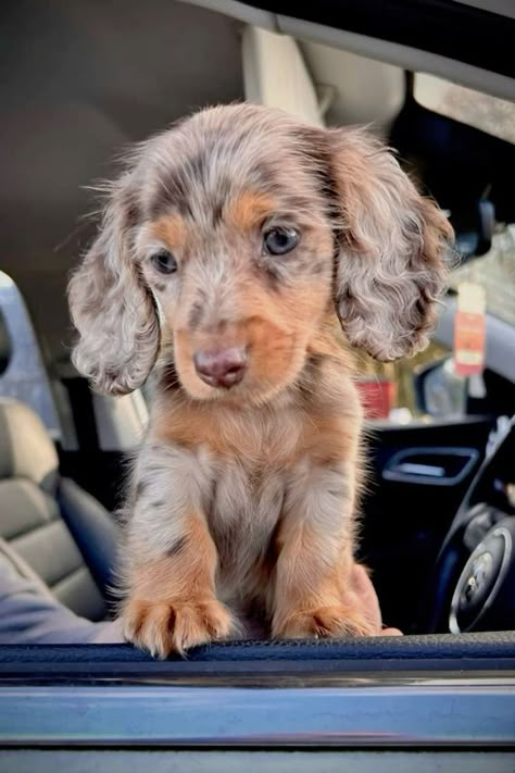 Daschund Puppies, Cute Small Dogs, Dogs Images, Very Cute Puppies, Cute Dogs Images, Super Cute Puppies, Cute Dog Photos, Cute Animals Puppies, Very Cute Dogs