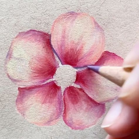 Cherry Blossom Colored Pencil, Pencil Color Drawing Flowers, Cherry Blossom Pencil Drawing, Cherry Cute Drawing, Cherry Flower Drawing, Pencil Colour Drawing Flower, Cherry Blossom Drawing, Artist Pencils, Flowers Drawing