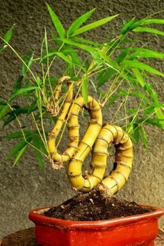 Bamboo yes, Bonsai no Bamboo Bonsai, Bonsai For Beginners, Bamboo Seeds, Bonsai Tree Care, Mini Bonsai, Bamboo Garden, Bonsai Art, Miniature Trees, Bonsai Plants