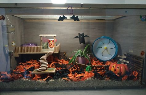 Halloween Hamster Cage Theme, Halloween Hamster Cage, Stewart Little, Cool Hamster, Cool Hamster Cages, Ham Ideas, Mouse Cage, Hamster Stuff, Hamster Habitat