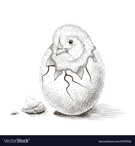 Hatch Drawing, Egg Vector, Hatching Eggs, Bird Eggs, Face Sketch, Transparent Png, Free Vector Images, Adobe Illustrator, Sheep