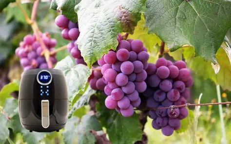 Can You Dehydrate Grapes in an Air Fryer? (Everything You Need to Know!) – Family Guide Central Dehydrate Grapes, How To Make Raisins, Beauty Diy, Green Grapes, Air Fry, Diy Beauty, Raisin, Air Fryer, Grapes