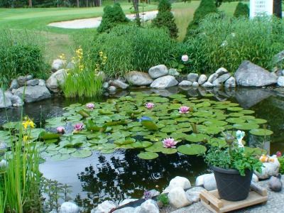 Pond Plants to Control Algae & Balance Your Water Garden Outdoor Fish Ponds, Floating Pond Plants, Driveway Patio, Pond Maintenance, Natural Swimming Ponds, Pond Landscaping, Backyard Water Feature, Natural Pond, Floating Plants