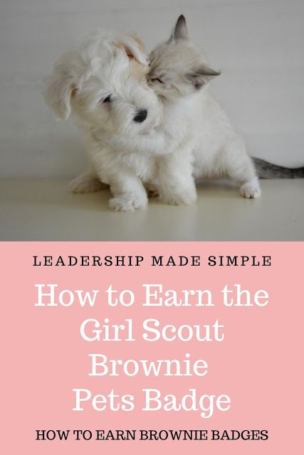 Pets Brownie Badge, Pets Badge Brownies, Brownie Pets Badge Ideas, Pet Badge For Brownies, Brownie Girl Scouts Badges, Brownie Pets Badge, Brownie Pet Badge, Scouts Badges, Girl Scout Brownies Meetings