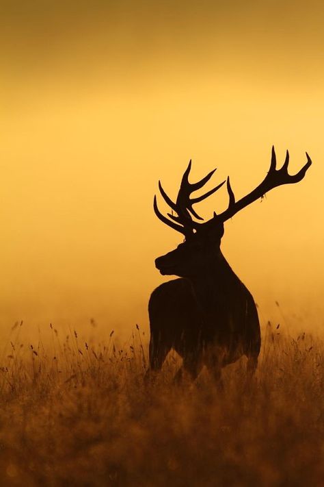 Silhouette Mode, Dark Moments, Deer Illustration, Silhouette People, Landscape Lights, Forest Photos, Portrait Photography Women, Oh Deer, Animals And Birds