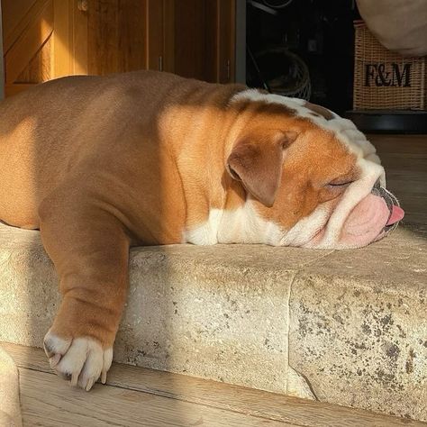 Recharging 🔋 Double Tap ⚡follow @bulldogbosspet If You Like | ✍️Write a Comment| ------------- 📲 Tag a Bulldog Lovers Friend 📌 Save This Post For Later 🔔 Turn on Notification for a new post ------------- 📸 Credit: @coopers_house_of_bulldogs 👉👉DM For Credit or Removal Request ------------- 👉👉Follow Me @bulldogbosspet ------------- . . . . . . . . #usa #bulldog #franchbulldog #lovebully #americanbulldogs #englishbulldoglife #frenchbulldogpics #bluefrenchbulldog #bulldog... Bulldog Aesthetic, Olde English Bulldogge, Bee Artwork, Bulldog Pics, Cute Bulldogs, Bulldog Gifts, English Bulldog Puppies, Puppy Stuff, British Bulldog