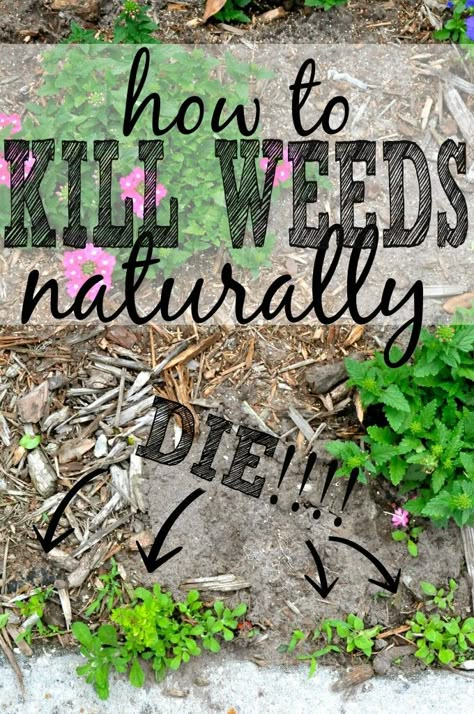 3 Killer Ways to Get Rid of Weeds Naturally #DIY #GARDENING Diy Banners, Kill Weeds, Garden Hacks, Organized Mom, Home Decor Garden, Backyard Diy, Yard Work, Honey Bees, Grown Ups