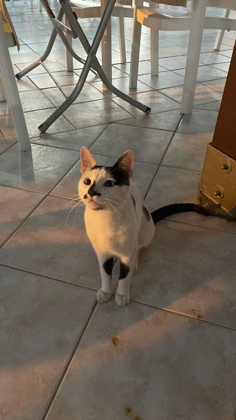 white cat/ heart on the nose/ turkey/ black dots White Cat With Black Spots, Cat With Spots, Spotted Cat, Cat Heart, White Cats, The Nose, Cat Aesthetic, Future Life, Black Dots