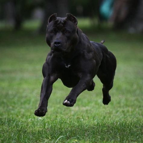 THE BULLY GENERAL, LLC. on Instagram: “Black panther or American Bully?🤯 this bull is absolutely stunning 😍 she’s owned by @bayoubloodkennels 😎 - - - - - - - #pitbullife…” Bully Xl, Psychiatric Service Dog, Bully Breeds Dogs, Presa Canario, Very Cute Dogs, Pretty Dogs, Rare Breed, Bully Breeds, Service Dog