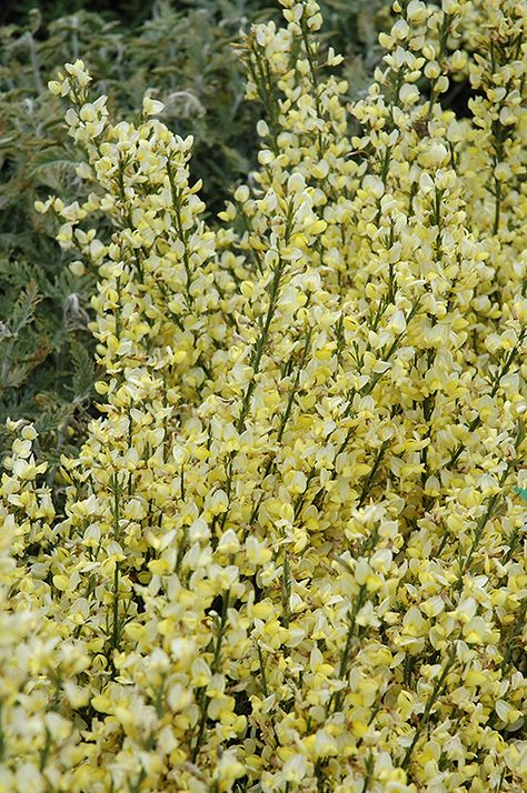 Cytisus Scoparius, Broom Plant, Bee Plants, Beach Plants, Wind Garden, Derek Jarman, Magnolia Stellata, Plant Palette, Full Sun Flowers