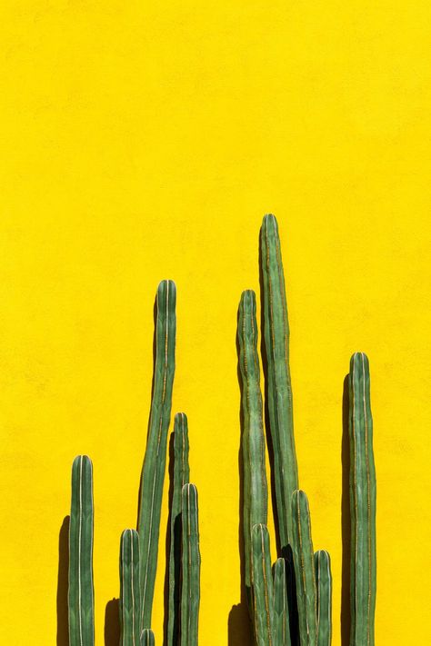 Christmas Aesthetic Wallpaper, Green Cactus, Big Photo, Best Iphone Wallpapers, Yellow Walls, Yellow Wallpaper, Wall Background, Yellow Aesthetic, Wallpaper For Your Phone