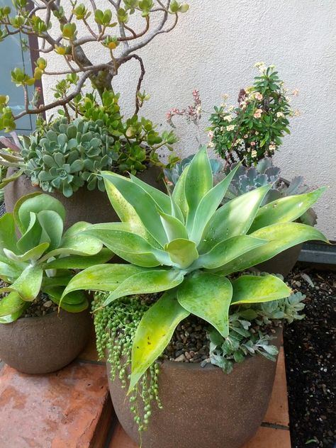 Potted Succulents  Custom Designed and Built   By: TheUrbanFarmer.biz Agave In Pots, Potted Succulents Outdoor, Pool Planters, Succulent Photography, Pool Plants, Landscaping On A Hill, Deck Planters, Potted Succulents, Hanging Succulents