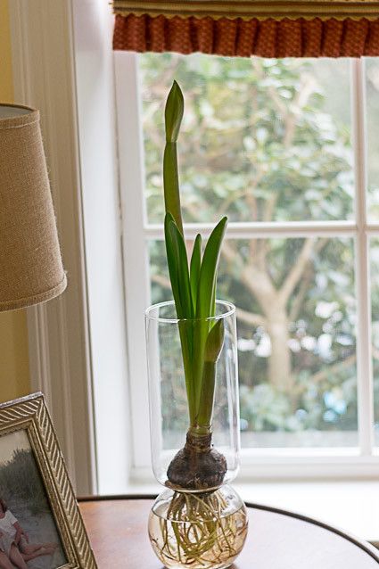 Growing Amaryllis Indoors, Amaryllis Arrangement, Amaryllis Care, Windowsill Decor, Amaryllis Plant, Amaryllis Flower, Houseplants Low Light, House Flowers, Growing Bulbs