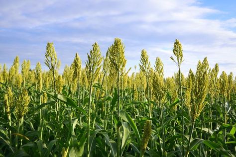 In an article first published on The Conversation, SHAILAJA FENNELL, of the University of Cambridge, argues that cultivating "pseudograins" like millet would let farmers compensate for falling yields as intensifying heatwaves make wheat cultivation increasingly difficult... @SightMagazine #foodsecurity #pseudograins #millet #grains Millet Benefits, How To Cook Millet, Kodo Millet, Finger Millet, Pearl Millet, Modern Pantry, Millet Recipes, Ancient Grains, University Of Cambridge