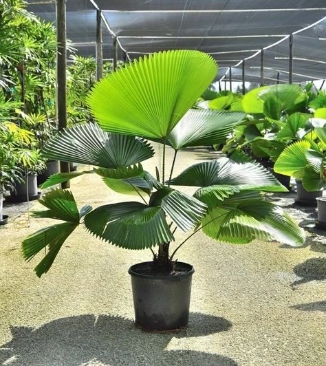 Licuala Grandis, Palm House Plants, Tropical Garden Design, Fan Palm, Plant Decor Indoor, Tree Seeds, Plants Indoor, Tropical Landscaping, House Plants Indoor