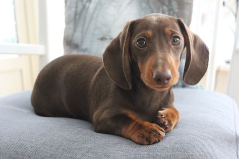 Miniature dachshund, brown and tan. Dog Weiner, Miniature Dachshund, Weiner Dog, Dachshund, Vision Board, Cute Animals, Miniatures, Dogs, Animals