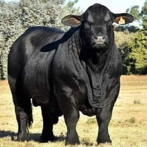 Angus Bull, Bull Images, Breeds Of Cows, Bucking Bulls, Dairy Cattle, Bull Cow, Cow Pictures, Beef Cattle, Cattle Farming