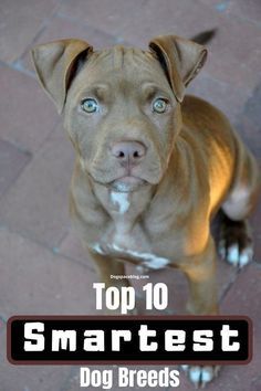 Top 10 Smartest Dog Breeds Medium Breed Dogs, How To Train Dogs, Facts About Dogs, Train Dogs, Smartest Dogs, Smartest Dog Breeds, 10 Animals, Dog Fails, Dog Breeds List