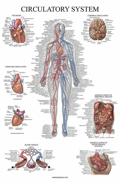 Vascular Anatomy, Gifts For Medical Students, Human Circulatory System, Anatomy Poster, Nursing School Essential, Medicine Notes, Basic Anatomy And Physiology, Human Body Anatomy, Human Body Parts