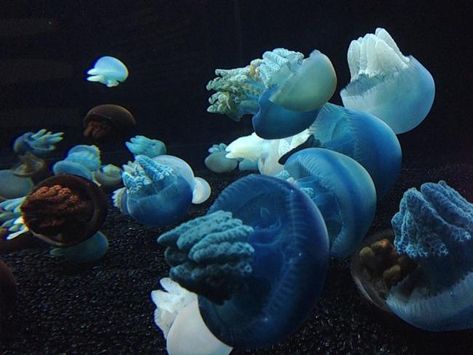 Fish May Lose Their Jelly Friends in a Changing Ocean | Discover Magazine Blubber Jellyfish, Jellyfish Tentacles, Ocean Acidification, Savage Beauty, Marine Aquarium, Jelly Fish, Favorite Animals, Ocean Creatures, Zoology