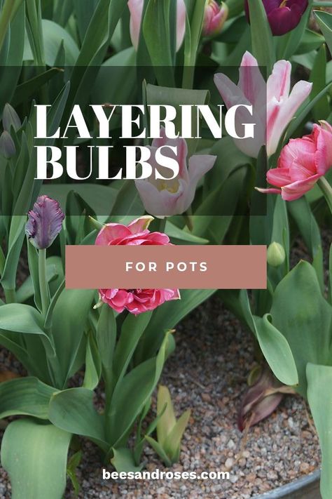 Layering Bulbs, Shed Landscaping, Raised Flower Beds, Garden Bulbs, Big Garden, Evergreen Plants, Container Flowers, Easy Garden, Planting Bulbs