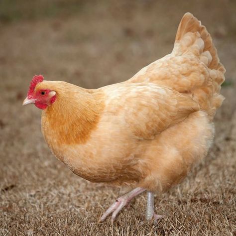 Buff Orpington Hen, Buff Orpington Chickens, Chickens For Sale, Buff Orpington, Chicken Drawing, Chicken Pictures, Tattoo Animal, Beautiful Chickens, Backyard Flocks