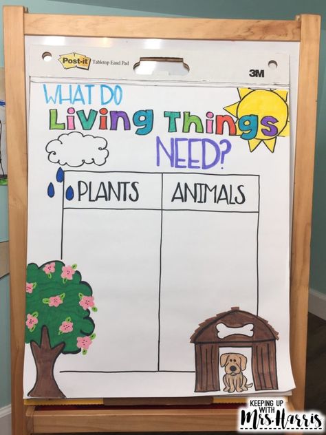 Life Cycle Anchor Chart, Preschool Social Studies, Life Cycle Activities, Plants Kindergarten, Kindergarten Anchor Charts, Science Anchor Charts, Life Cycles Activities, 1st Grade Science, Kindergarten Lesson Plans