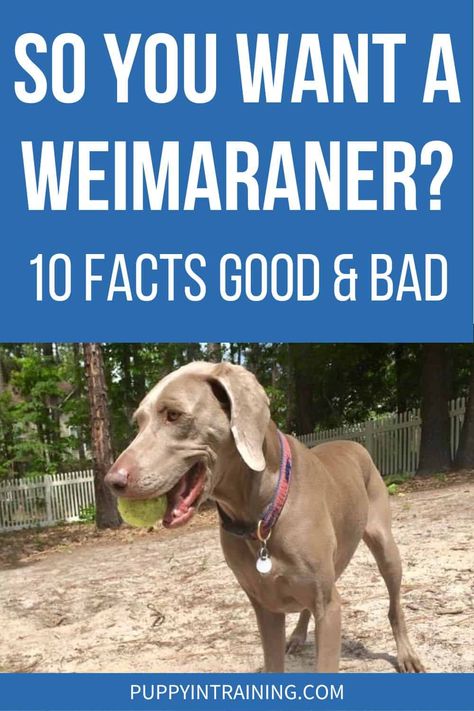 Wiemeriner Puppies, Pitbull Training, Blue Weimaraner Puppy, Wiemeriner Dogs, Weimaraner Watercolor, Weimaraner Funny, Weimaraner Painting, Weimaraner Puppy, Service Dogs Breeds