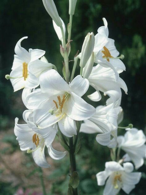 Blue Flower Pictures, Madonna Lily, Bulbous Plants, Hgtv Garden, The Madonna, White And Blue Flowers, Moon Garden, Nothing But Flowers, Blooming Plants