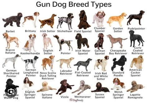 These are the different dogs that you might like and can maybe find!!!! All Dog Breeds List, Types Of Dogs Breeds List, Dog Species, Dog Breeds Chart, Dog Chart, Hunting Dogs Breeds, Dog Infographic, Types Of Dogs Breeds, Puppy Dog Pictures