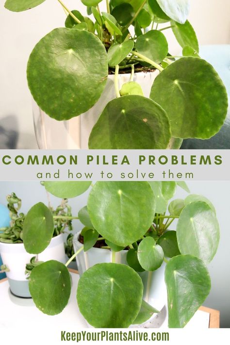 How To Propagate Pilea, Pilea Propagation, Pilea Plant Care, Yellow Leaves On Plants, Chinese Money Plant Care, Money Plant Care, Plant Leaves Turning Brown, Pilea Plant, Plant Shed