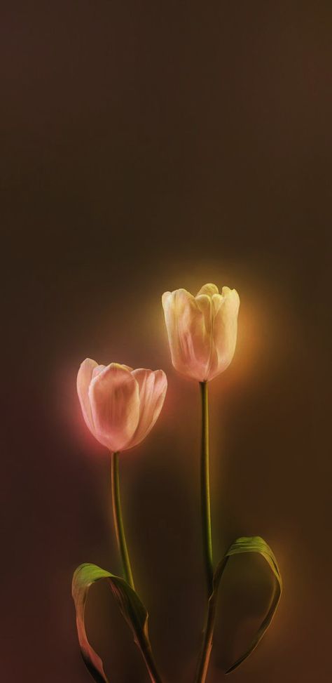 Glowing Flowers Wallpaper, Aesthetic Tulips Wallpaper, Brown Tulips, Flowers Glowing, Tulip Aesthetic, Glowing Flowers, Anime Flower, Soft Wallpaper, Lit Wallpaper